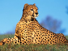 Fast Predator, Cheetah